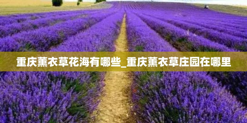 重庆薰衣草花海有哪些_重庆薰衣草庄园在哪里