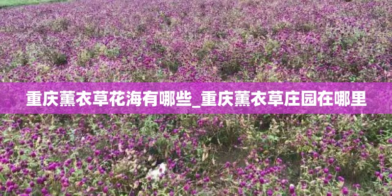 重庆薰衣草花海有哪些_重庆薰衣草庄园在哪里