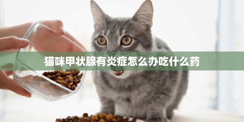 猫咪甲状腺有炎症怎么办吃什么药
