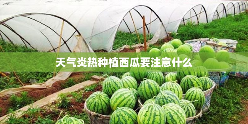 天气炎热种植西瓜要注意什么