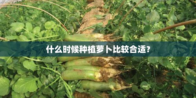 什么时候种植萝卜比较合适？
