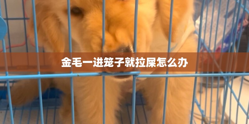 金毛一进笼子就拉屎怎么办 金毛一进笼子就拉屎怎么办