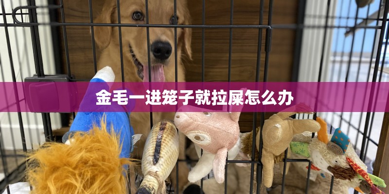 金毛一进笼子就拉屎怎么办 金毛一进笼子就拉屎怎么办