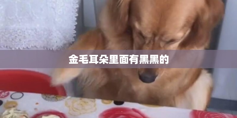 金毛耳朵里面有黑黑的