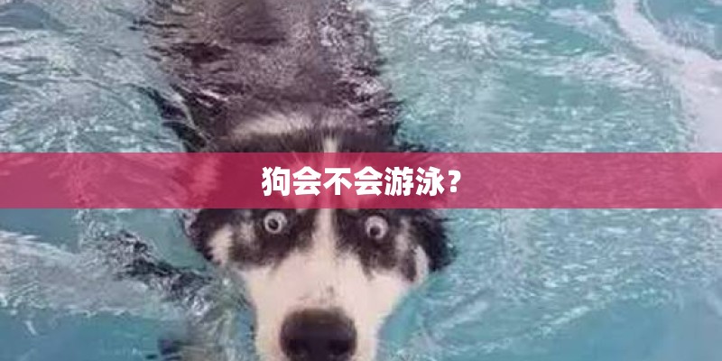 狗会不会游泳？