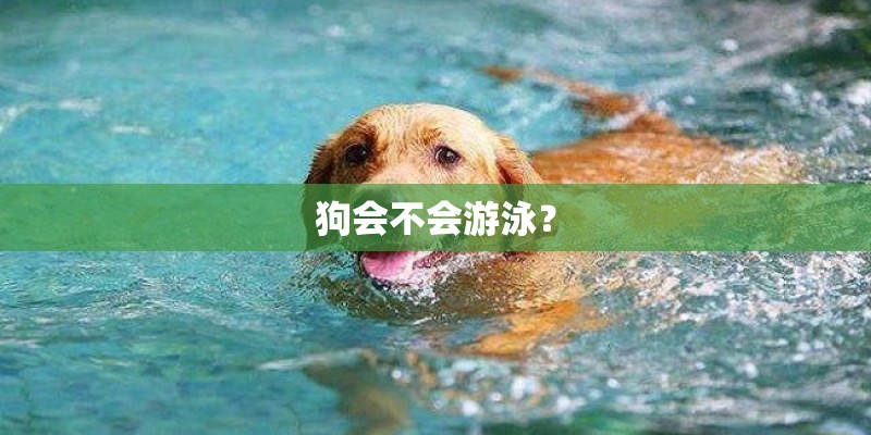狗会不会游泳？