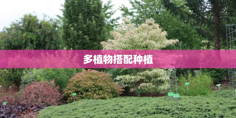 多植物搭配种植