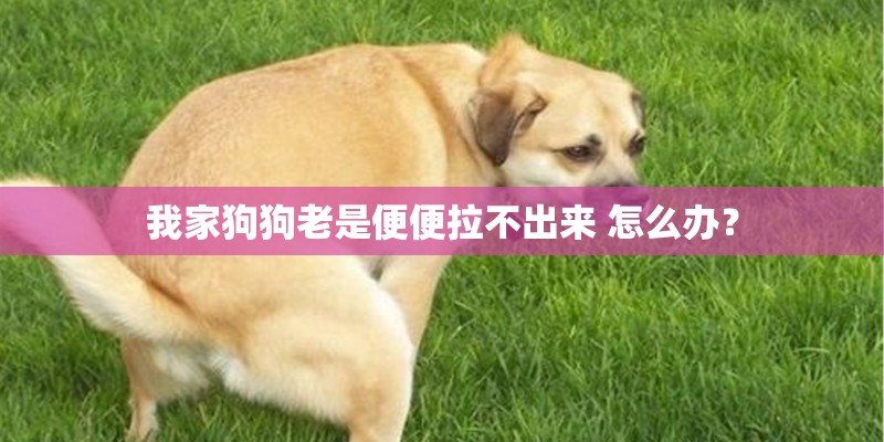 我家狗狗老是便便拉不出来 怎么办？
