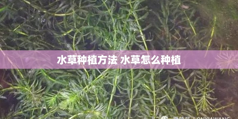 水草种植方法 水草怎么种植