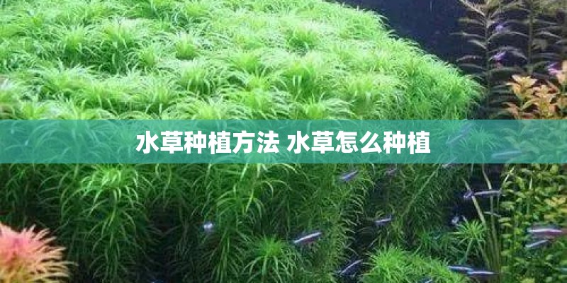 水草种植方法 水草怎么种植
