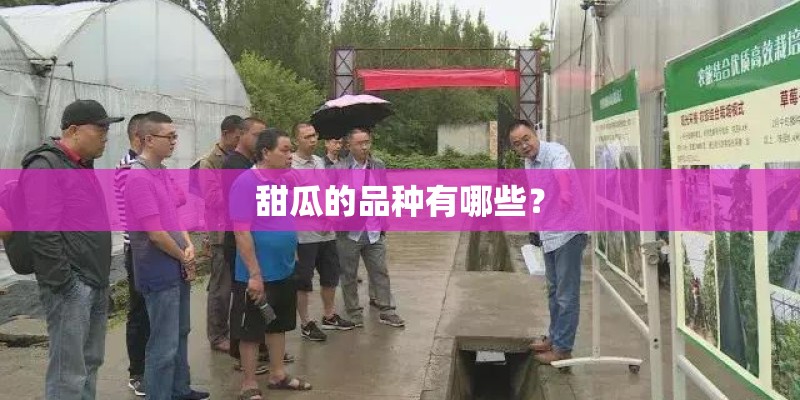甜瓜的品种有哪些？