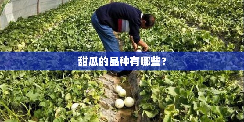 甜瓜的品种有哪些？