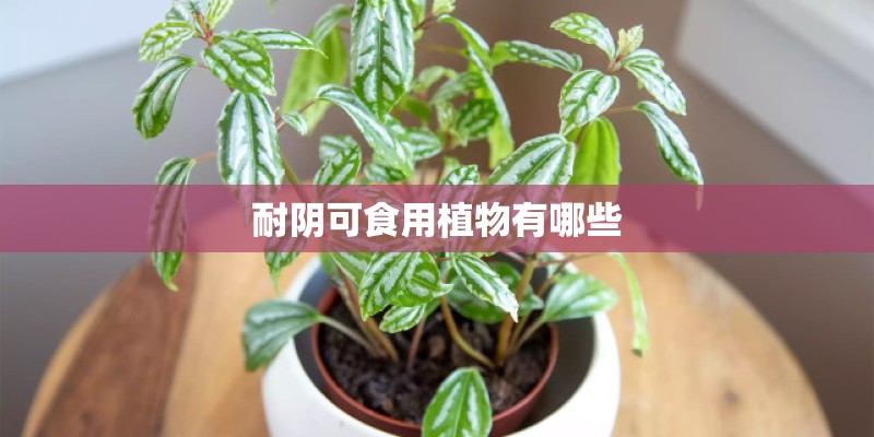 耐阴可食用植物有哪些 耐阴可食用植物有哪些