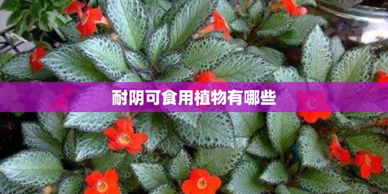 耐阴可食用植物有哪些 耐阴可食用植物有哪些