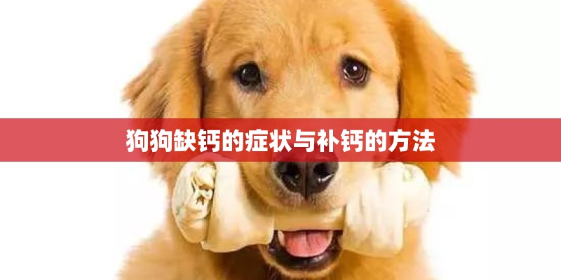 狗狗缺钙的症状与补钙的方法