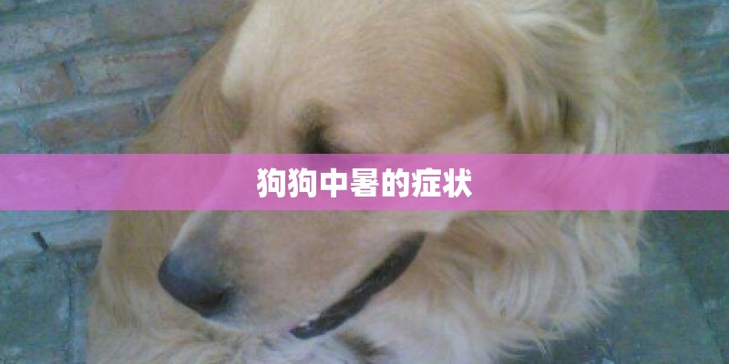 狗狗中暑的症状