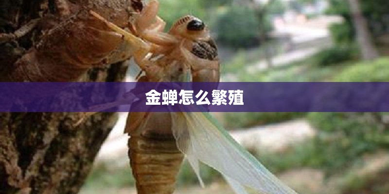 金蝉怎么繁殖