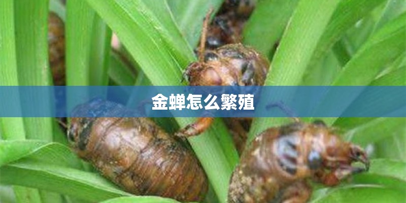 金蝉怎么繁殖
