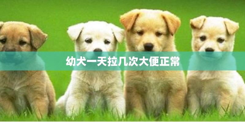 幼犬一天拉几次大便正常