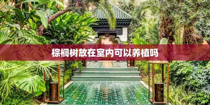 棕榈树放在室内可以养植吗