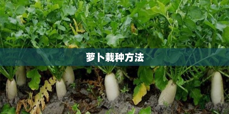 萝卜栽种方法