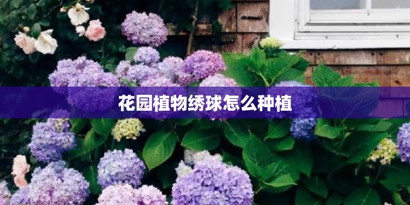 花园植物绣球怎么种植