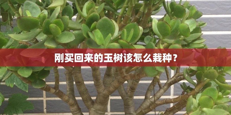 刚买回来的玉树该怎么栽种？