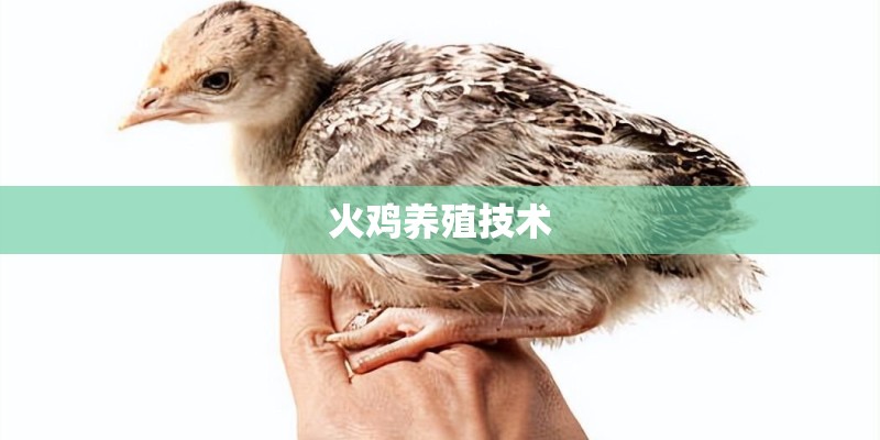 火鸡养殖技术