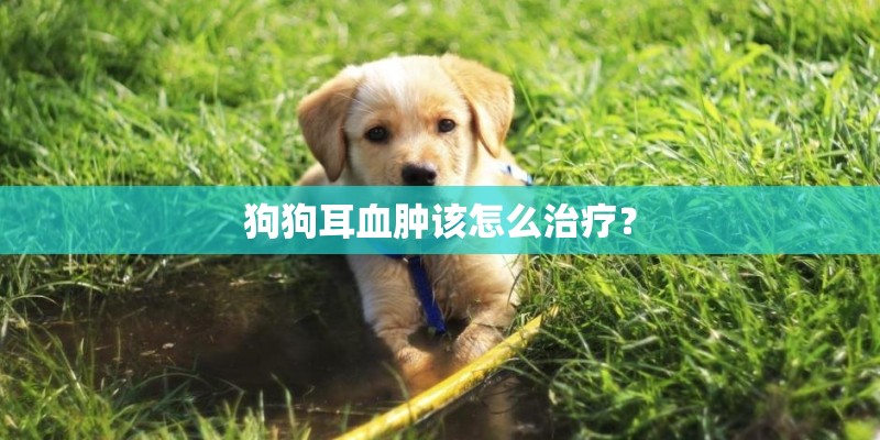 狗狗耳血肿该怎么治疗？