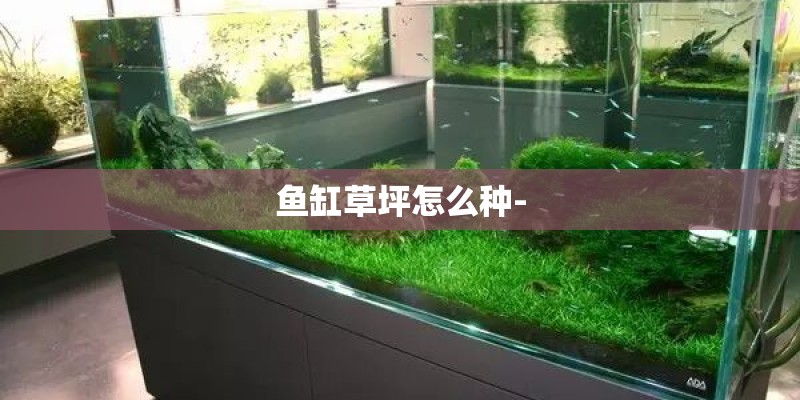 鱼缸草坪怎么种-
