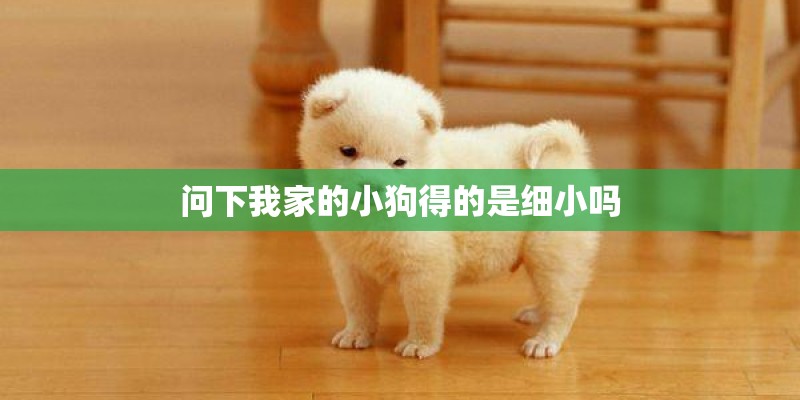 问下我家的小狗得的是细小吗
