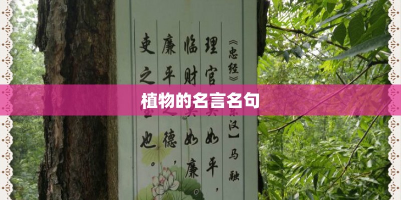 植物的名言名句