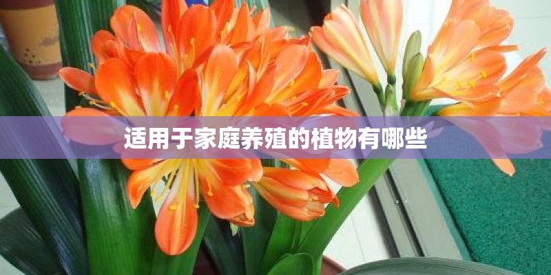 适用于家庭养殖的植物有哪些