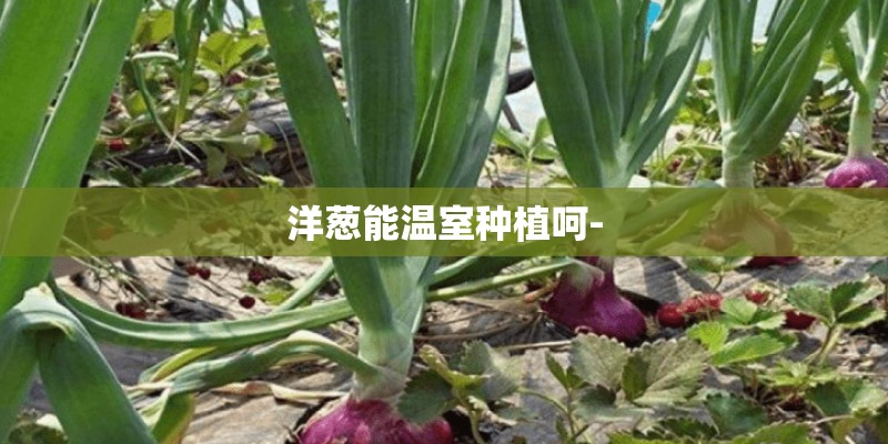 洋葱能温室种植呵-