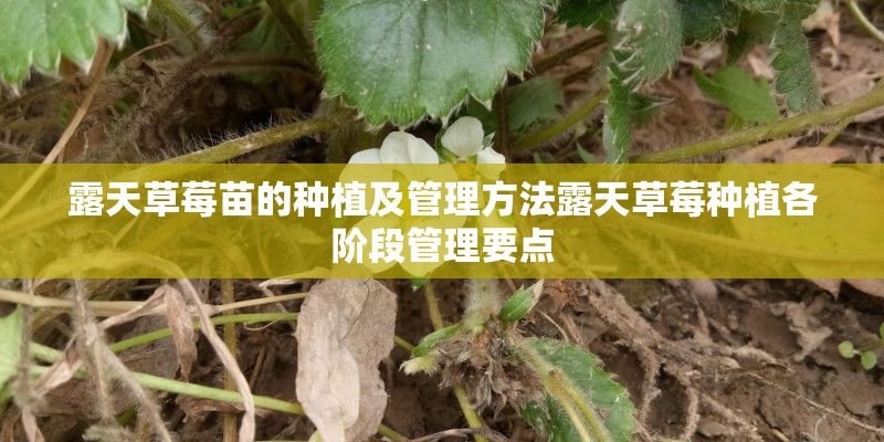 露天草莓苗的种植及管理方法露天草莓种植各阶段管理要点