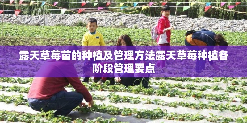 露天草莓苗的种植及管理方法露天草莓种植各阶段管理要点