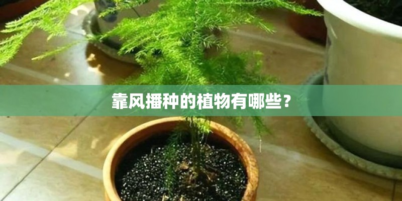 靠风播种的植物有哪些？