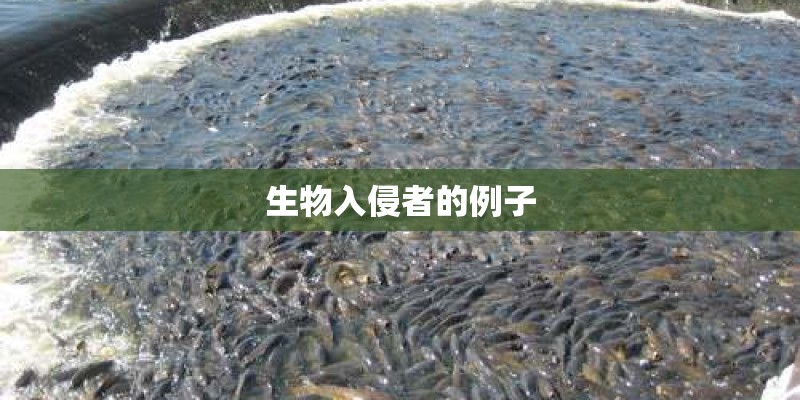 生物入侵者的例子