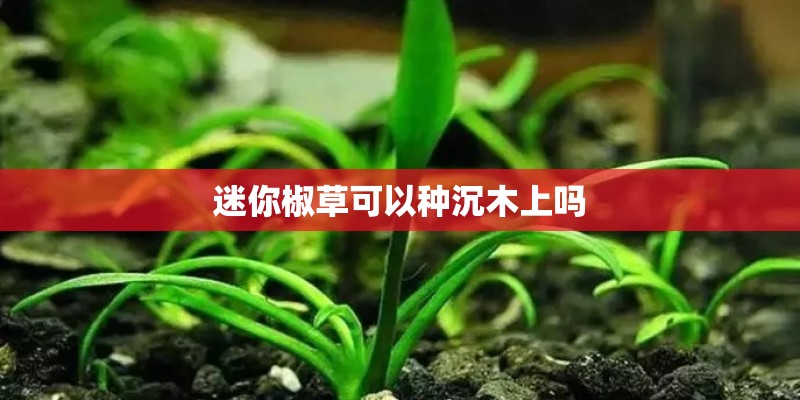 迷你椒草可以种沉木上吗