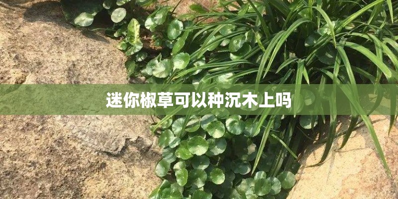 迷你椒草可以种沉木上吗