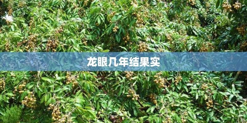 龙眼几年结果实