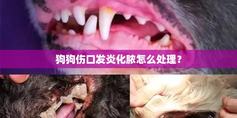 狗狗伤口发炎化脓怎么处理？
