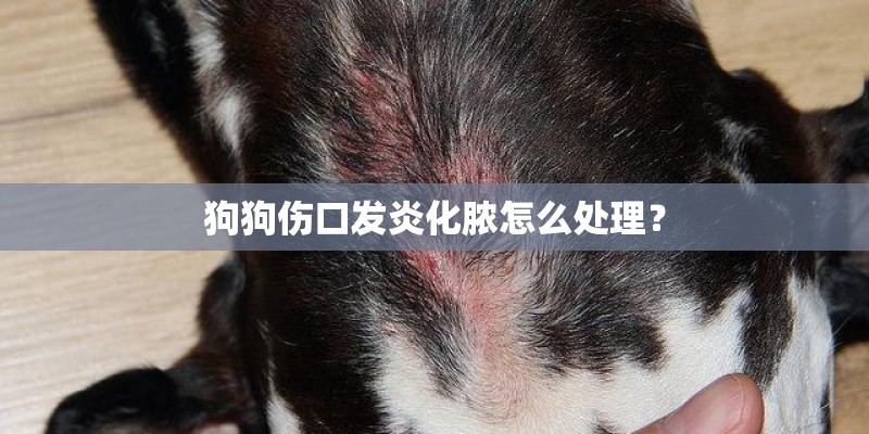 狗狗伤口发炎化脓怎么处理？