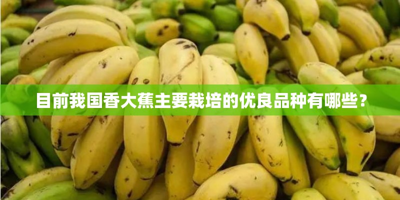 目前我国香大蕉主要栽培的优良品种有哪些？
