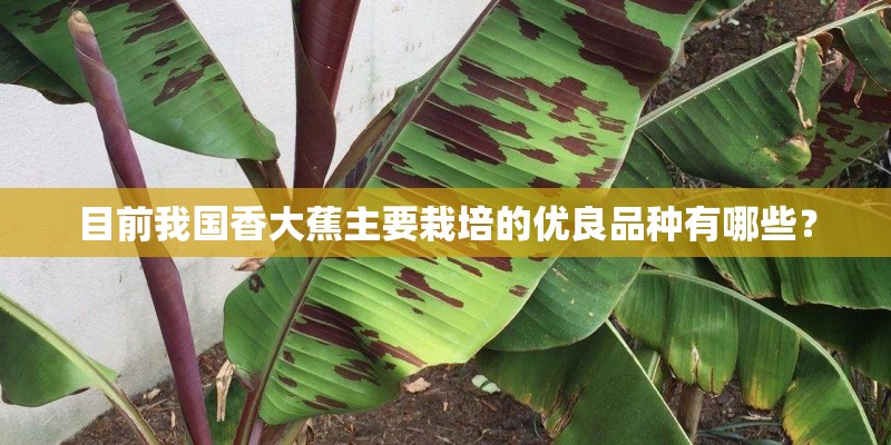 目前我国香大蕉主要栽培的优良品种有哪些？