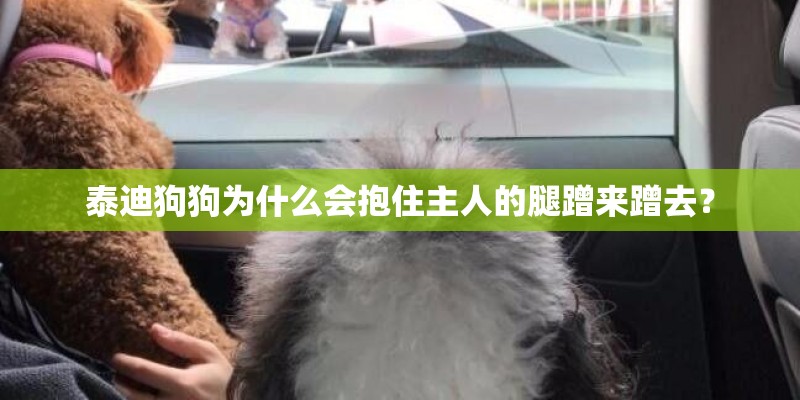 泰迪狗狗为什么会抱住主人的腿蹭来蹭去？