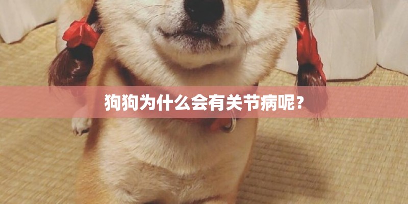 狗狗为什么会有关节病呢？