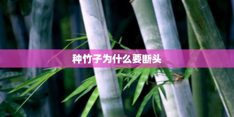 种竹子为什么要断头