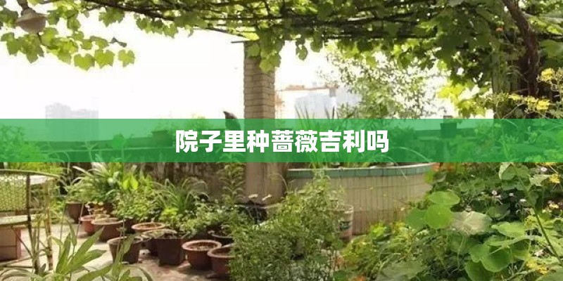 院子里种蔷薇吉利吗