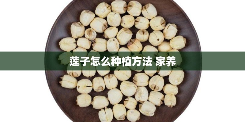 莲子怎么种植方法 家养